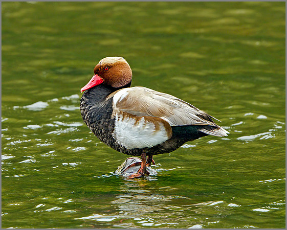 Drake Red-crested Pochard (Netta rufina), Mallorca, May 2104