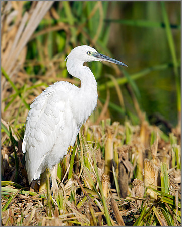 Little Egret (Egretta garzetta), Upton Warren, September 2014
