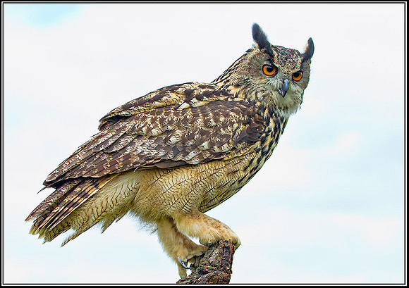 European Eagle Owl, Gloucestershire, 29 June 2012