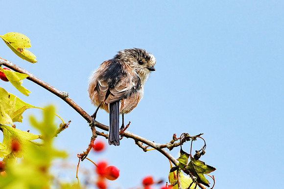 Long-tailed Tit - Aegithalos caudatus, Upton Warren Moors, August 2022