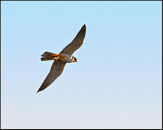 Hobby, Upton Warren Moors, 07 May 2009