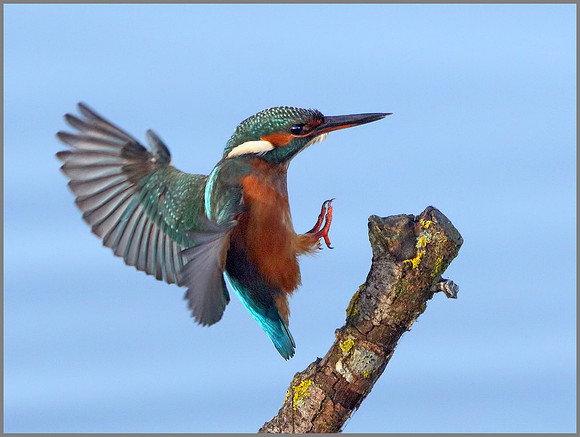 Female Kingfisher (Alcedo atthis), Upton Warren, November 2014