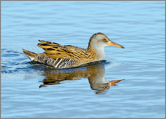 Water Rail (Rallus aquaticus), Upton Warren, September 2014