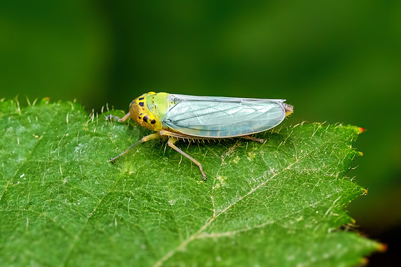 Green Leafhopper - Cicadella viridis, Monkwood, July 2022