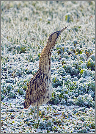 Bittern, Upton Warren Moors, November 2010