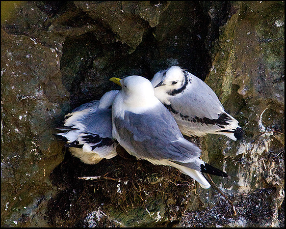 Kittiwakes, Anglesey, 23 July 2009